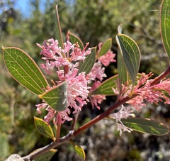 Hakea neurophylla