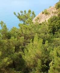 Pinus brutia pityusa