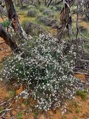 Cryptandra magniflora