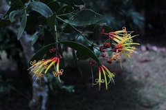 Tristerix corymbosus