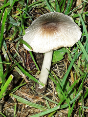 Volvariella murinella
