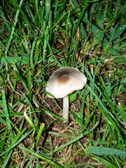 Volvariella murinella