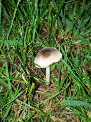 Volvariella murinella