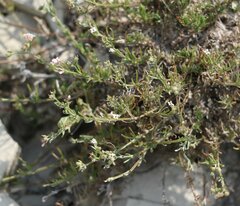 Asperula supina