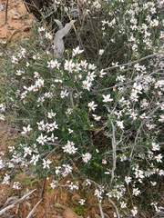 Cryptandra magniflora