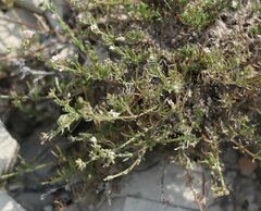 Asperula supina