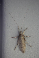 Cymatomera denticollis