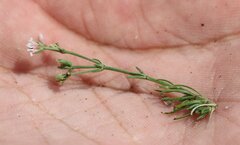 Asperula supina