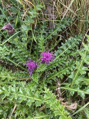 Cirsium acaule