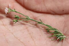 Asperula supina