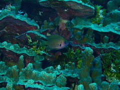Pycnochromis pacifica
