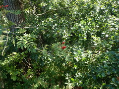 Sorbus aucuparia