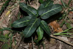 Leichhardtia lloydii