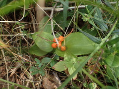 Maianthemum bifolium