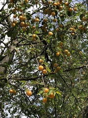 Prunus cerasifera