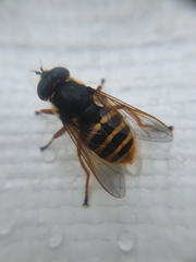 Sericomyia