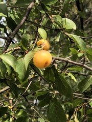 Prunus cerasifera