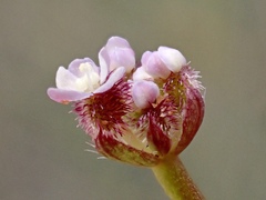 Trachymene cyanopetala