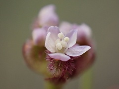 Trachymene cyanopetala