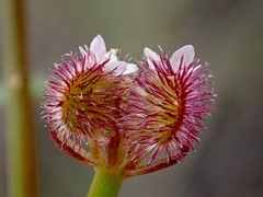 Trachymene cyanopetala