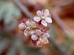 Trachymene cyanopetala