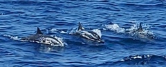 Stenella longirostris