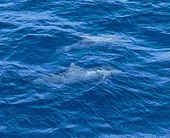 Stenella longirostris