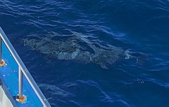 Stenella longirostris