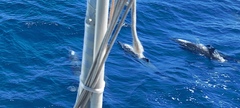 Stenella longirostris