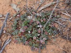 Trachymene cyanopetala