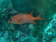 Sargocentron tiere