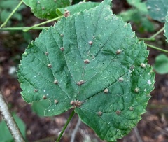 Eriophyes exilis