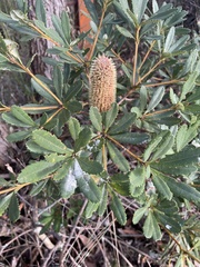 Banksia paludosa