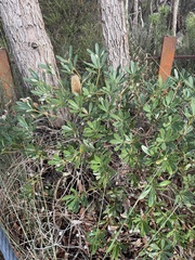 Banksia paludosa