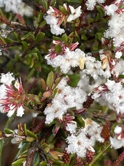 Leucopogon microphyllus