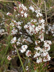 Leucopogon microphyllus