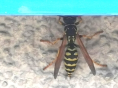 Polistes