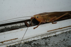 Pseudorhynchus gigas