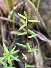 Hibbertia rufa