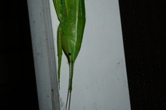 Pseudorhynchus gigas