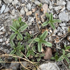 Helianthemum oelandicum
