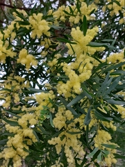 Acacia prominens