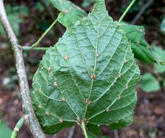 Eriophyes exilis