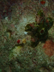 Aquilonastra