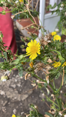 Helminthotheca echioides