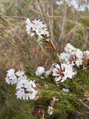 Epacris paludosa
