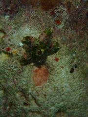 Aquilonastra