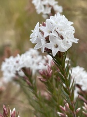 Epacris paludosa