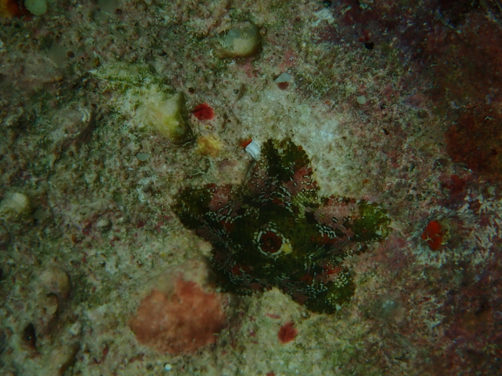 Aquilonastra byrneae