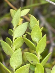Persoonia oxycoccoides